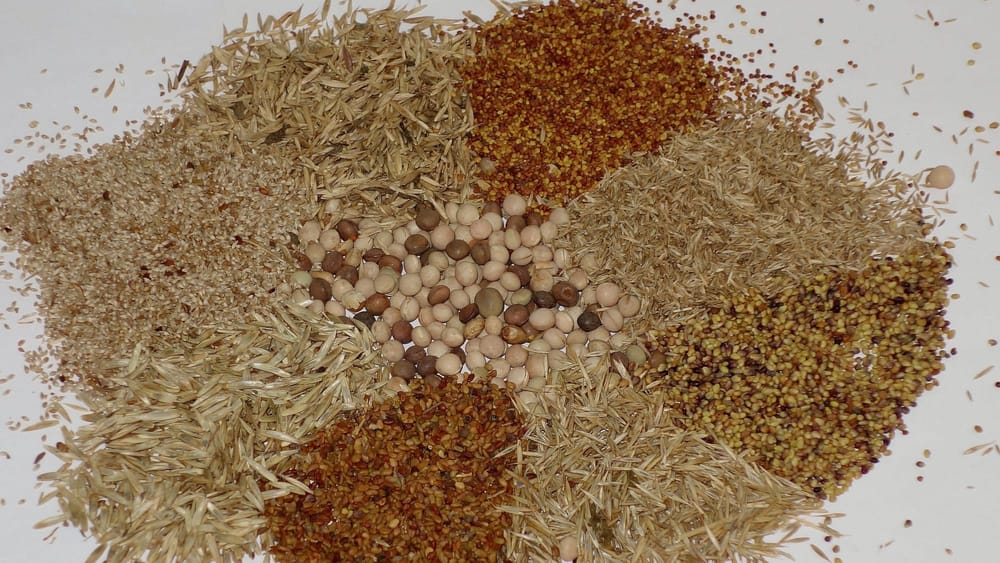 Минсельхоз закупит семена для пастбищ почти на 86 млн сомов изображение публикации