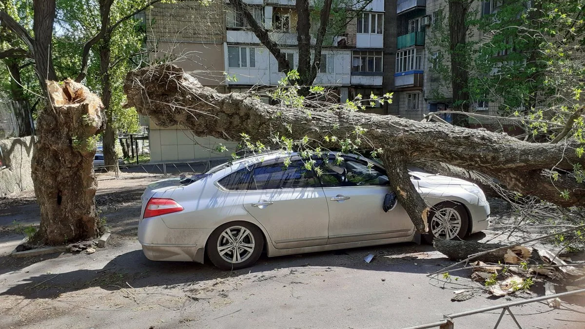 Что делать, если на вашу машину упало дерево? Советы мэрии Бишкека