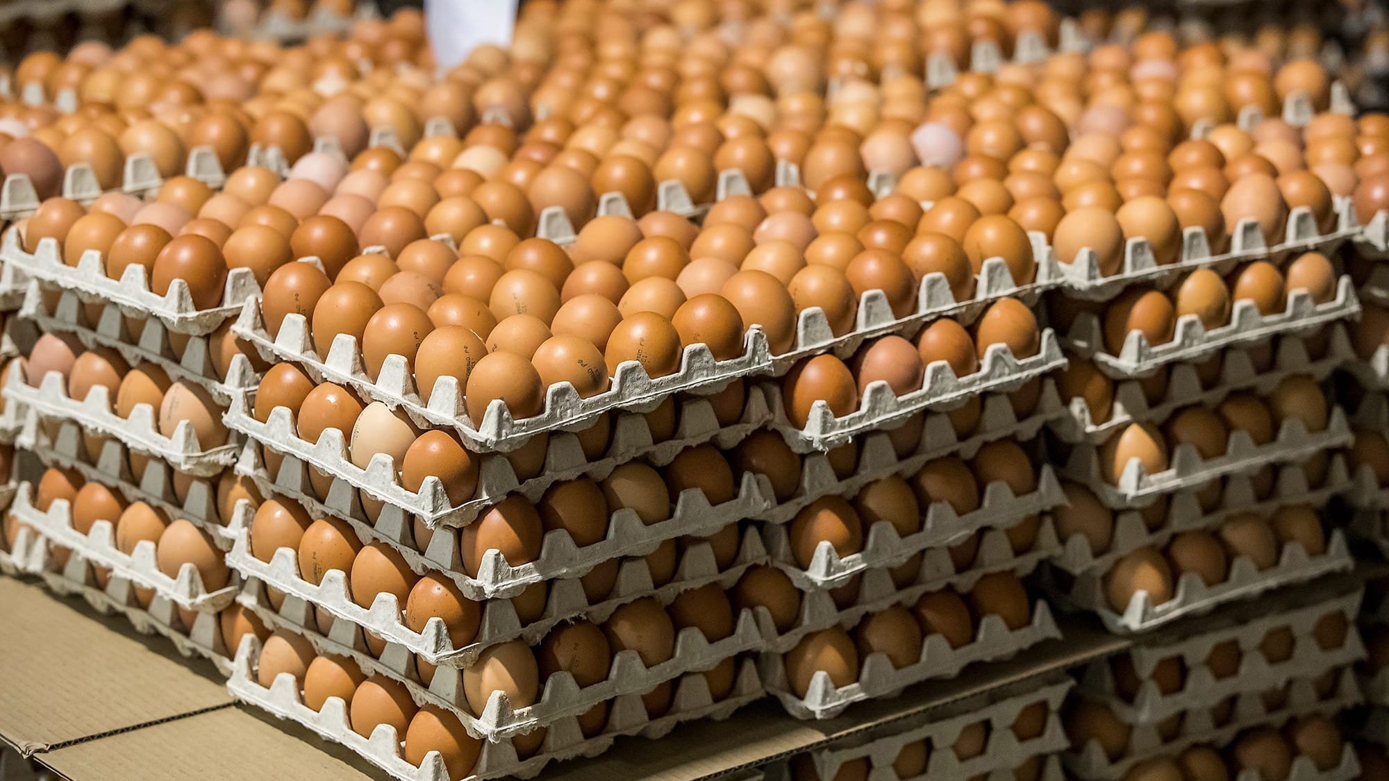 В Оше мошенники обманом завладели партией куриных яиц почти на 2 млн сомов