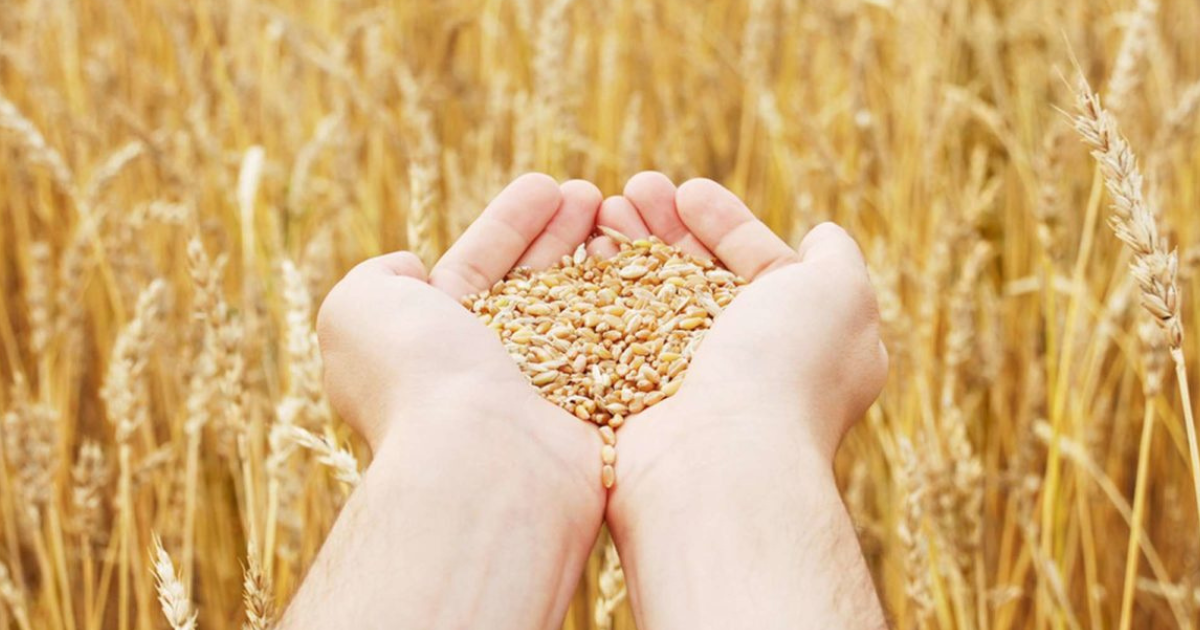 Государство закупит у крестьян-фермеров 40 тысяч тонн зерна пшеницы в этом году