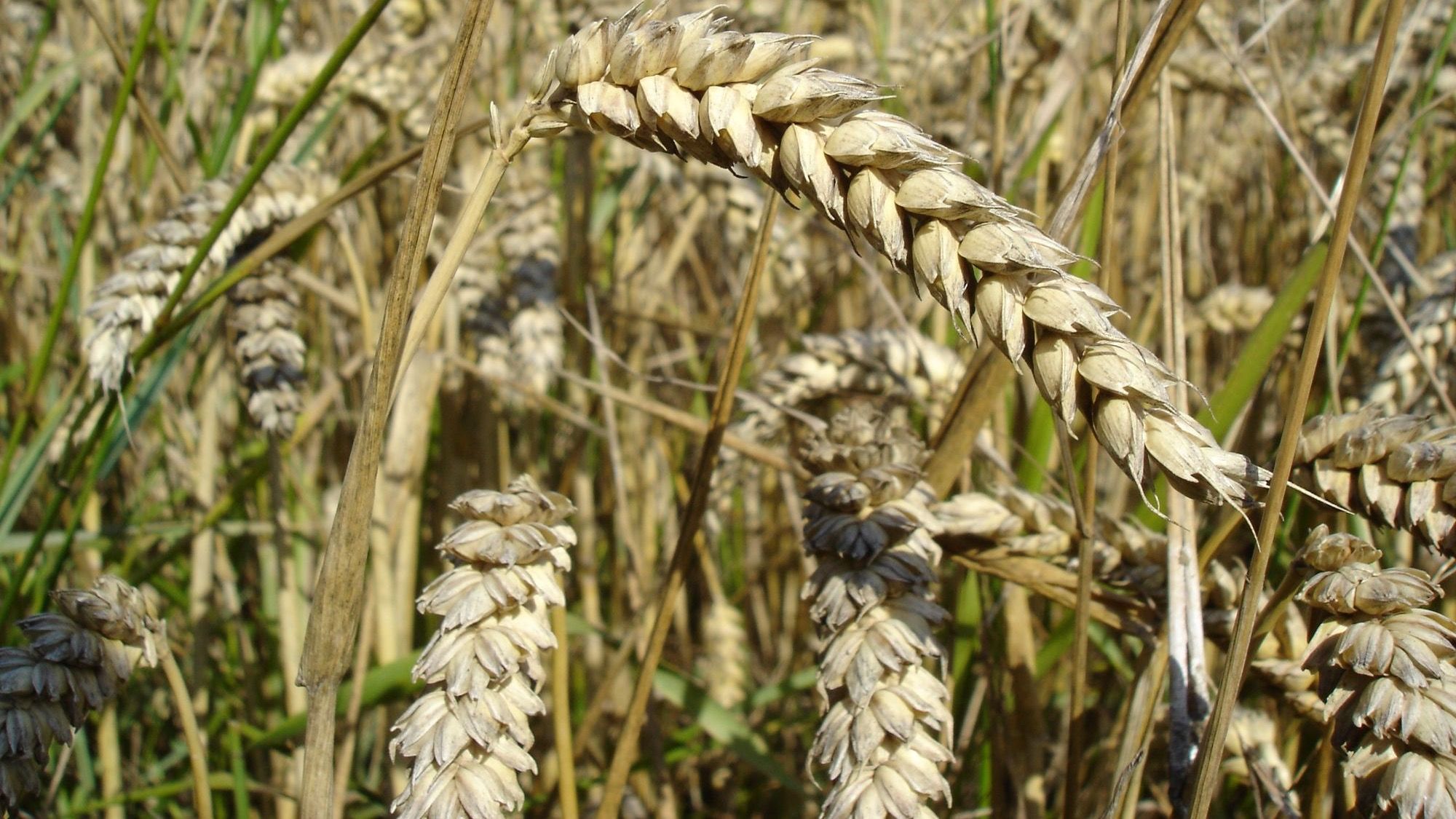 Засуха бьет по урожаю - сбор зерновых культур упал на 37%
