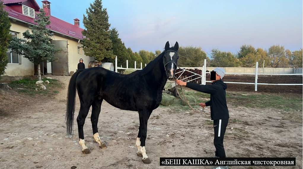 ГКНБ конфисковал восемь породистых лошадей, принадлежащих Камчы Кольбаеву