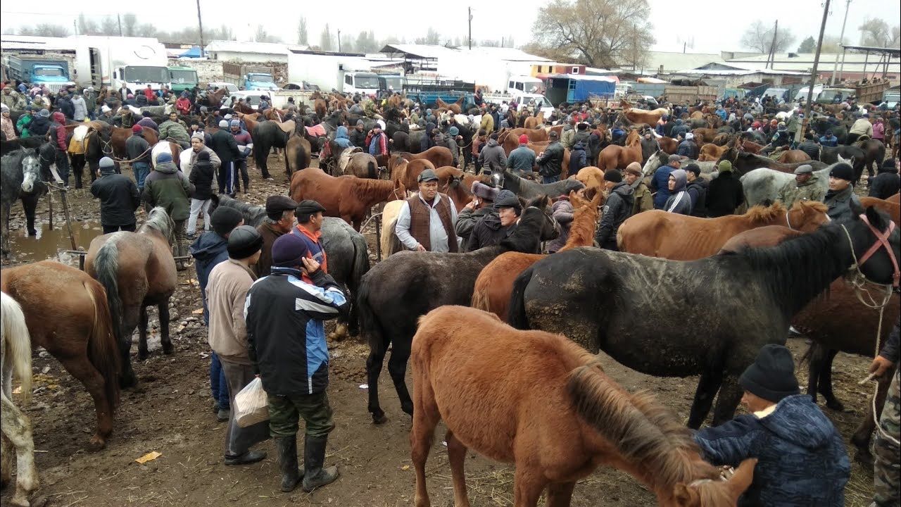 В Кыргызстане 20 скотных рынков не соответствует ветеринарно-санитарным требованиям