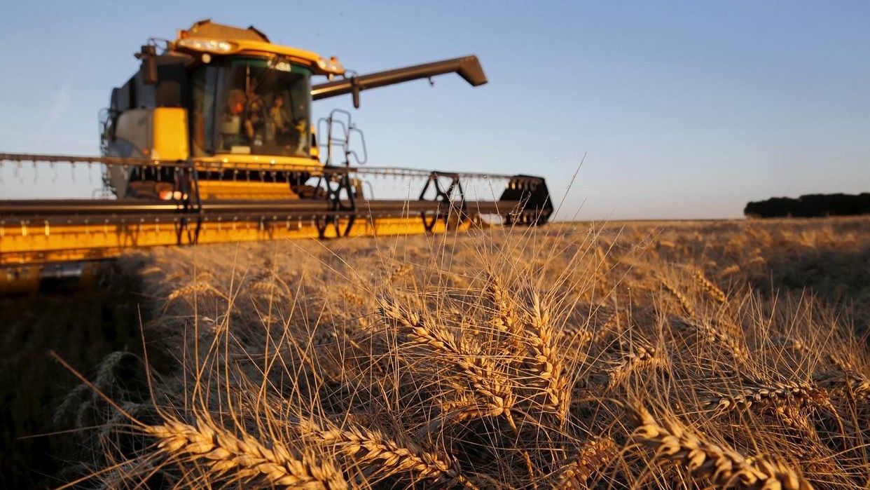 Кабмин установил план по сбору пшеницы на 2024 год - 100 тысяч тонн