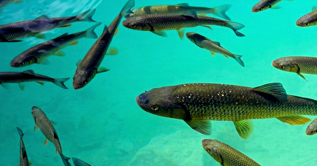 На инкубацию заложили 6 млн штук икры – следующей весной этих рыб выпустят в озера Кыргызстана
