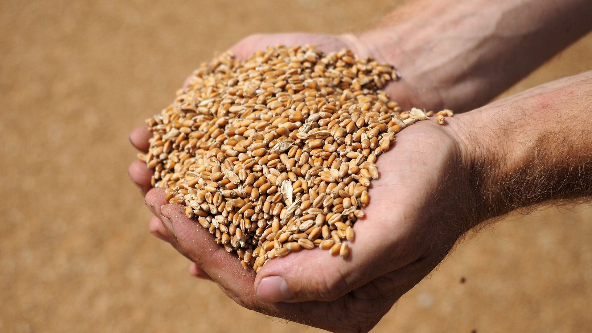 Россия запретила вывоз пшеницы – как это отразится на Кыргызстане?