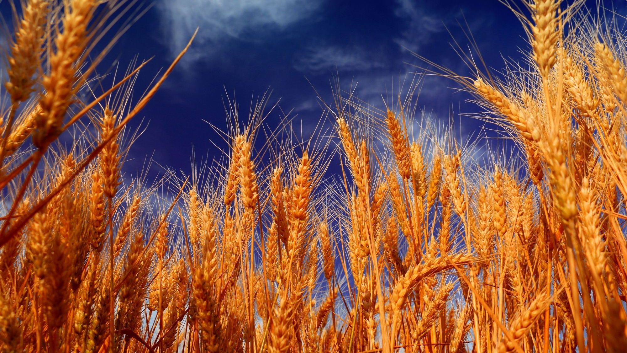 Фонд госматрезервов закупил 22.5 тысячи тонн пшеницы