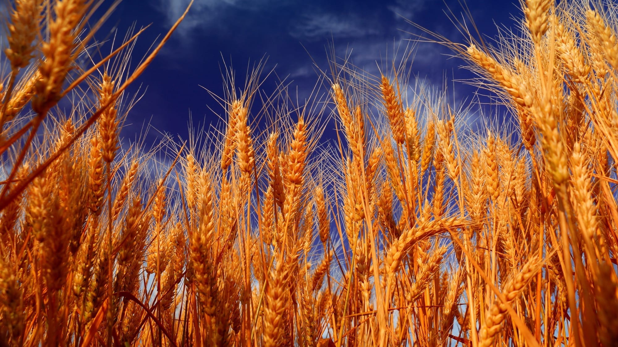 Фонд госматрезервов купил пшеницу на 59 млн сомов