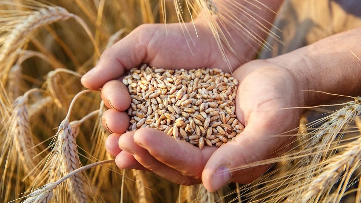 Засуха сильно повлияла на урожай пшеницы и ячменя — Минсельхоз
