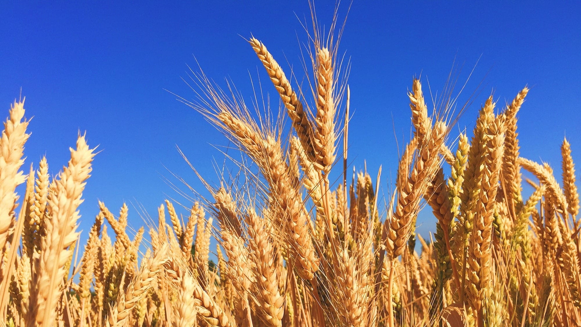 Фонд госматрезервов закупил у фермеров почти 30.4 тысячи тонн пшеницы