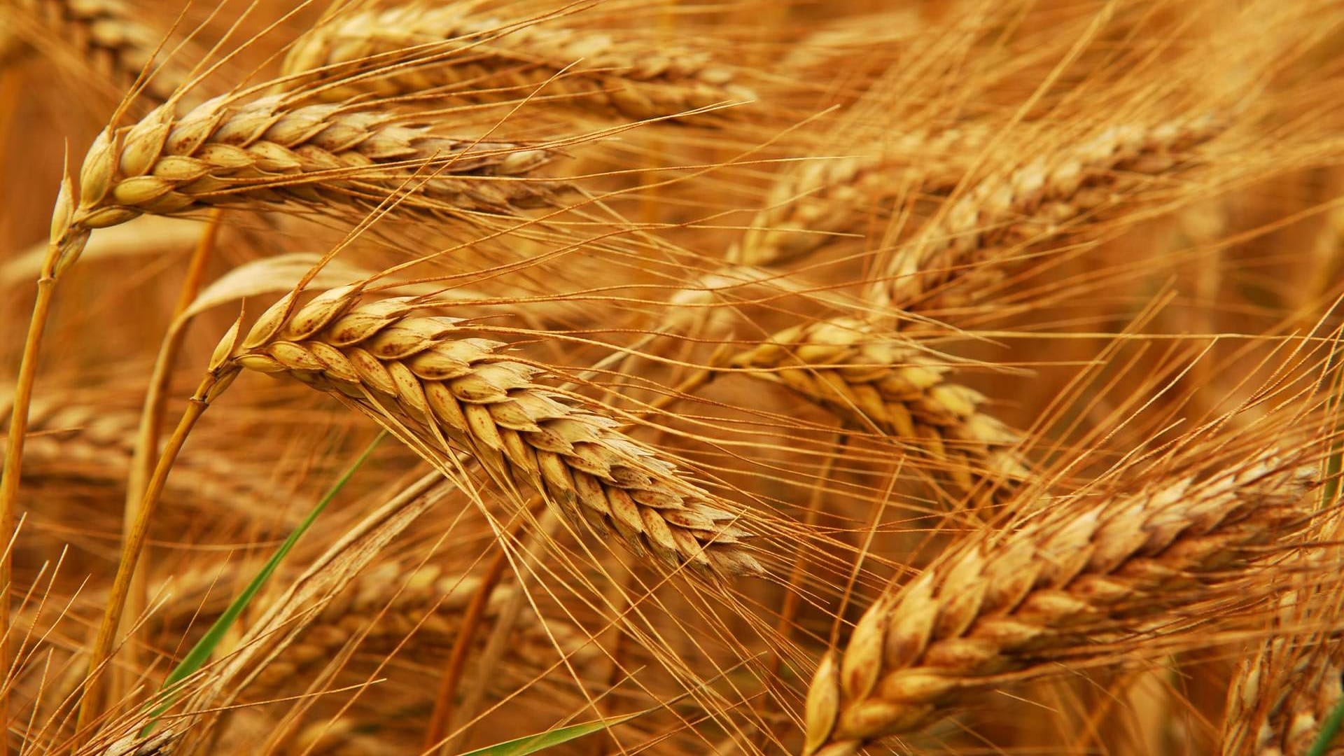 Фонд госматрезервов закупил более 27 тысяч тонн зерна пшеницы