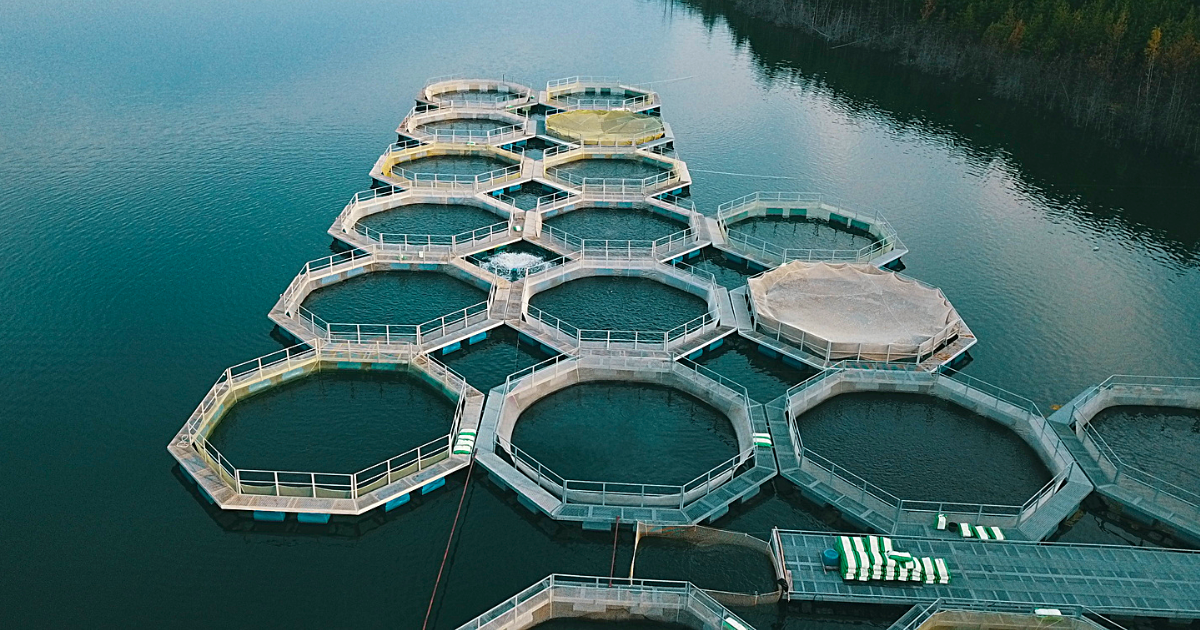Государство отдало в пользование шесть участков водоемов – в том числе компаниям с иностранным участием