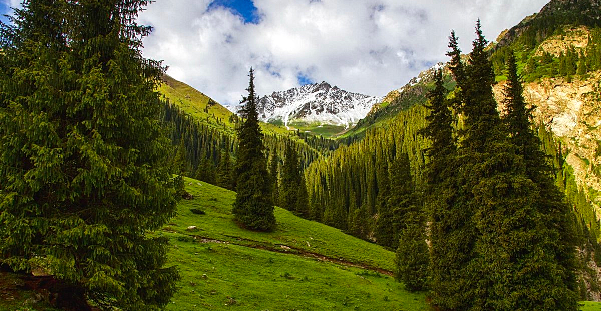 На защиту и воспроизводство лесов в Кыргызстане в 2023 году потратили 76.3 млн сомов