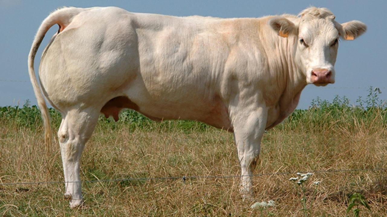 Минэконом планирует разводить в Кыргызстане бельгийских коров