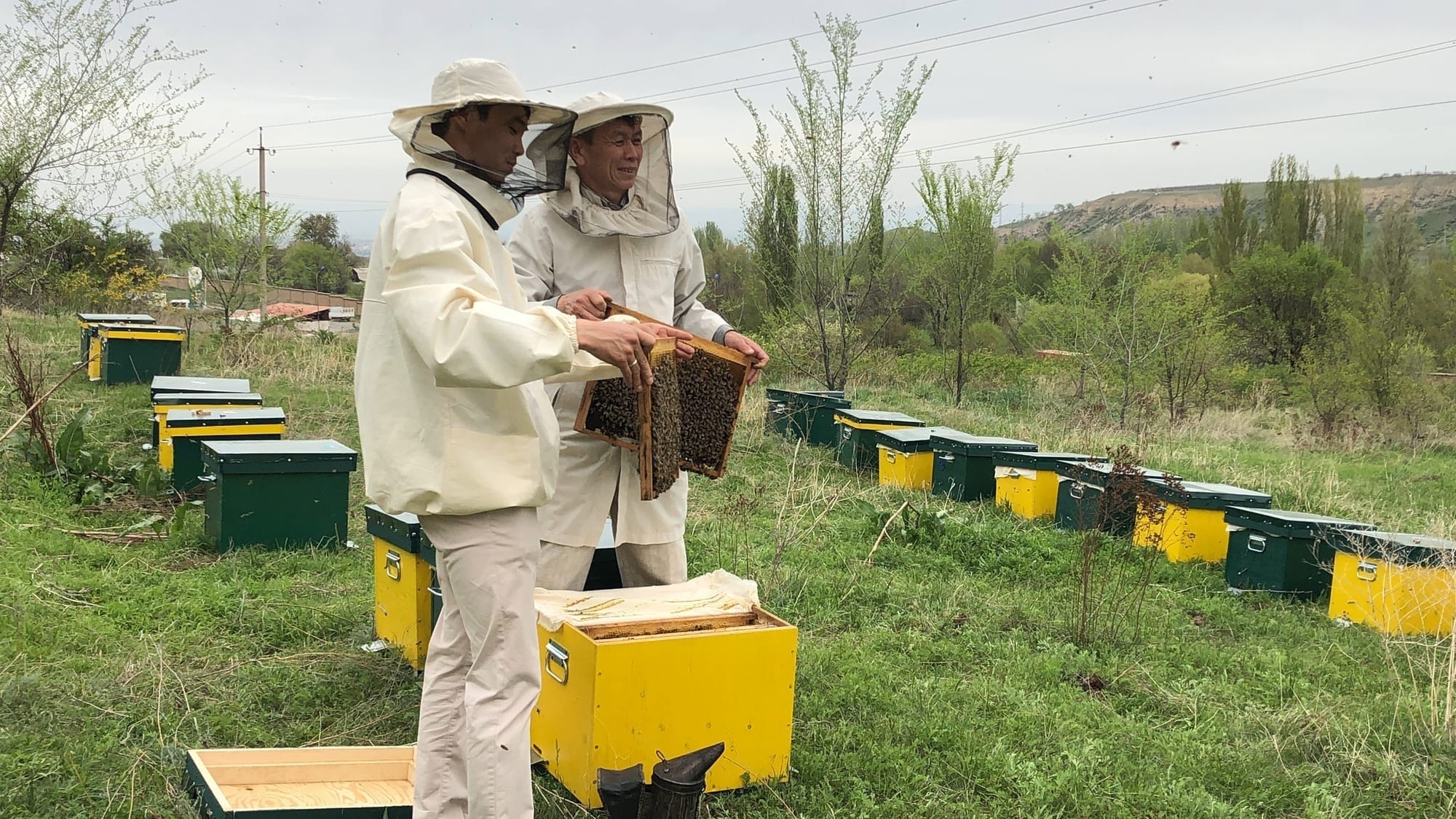 Как Кайрат экспортирует до 50 тонн меда в год – интервью с пчеловодом из КР