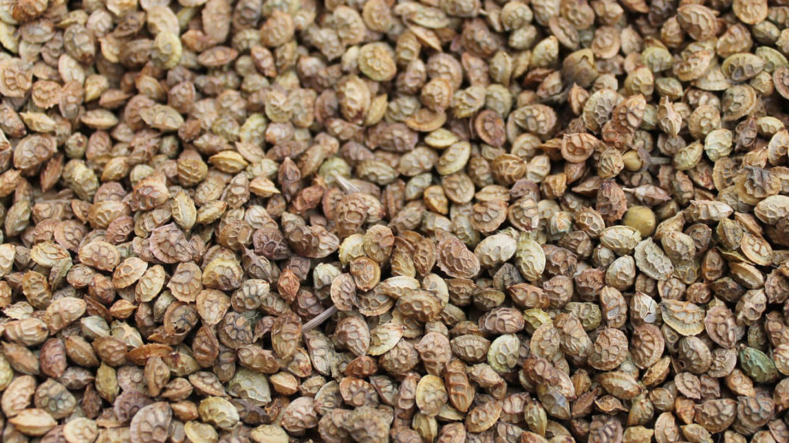 Кыргызстан закупил в России 66 тонн семян эспарцета для улучшения пастбищ