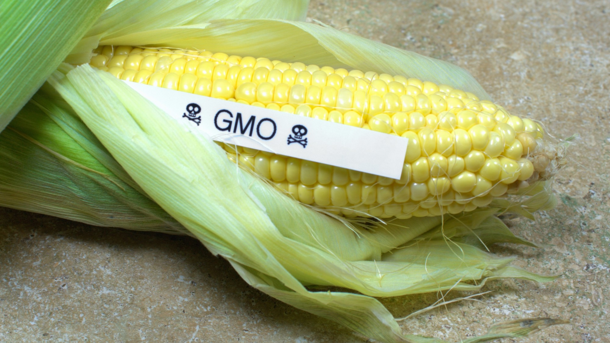 В КР планируют ввести запрет на импорт ГМО-семян – ограничения сыграют на руку России