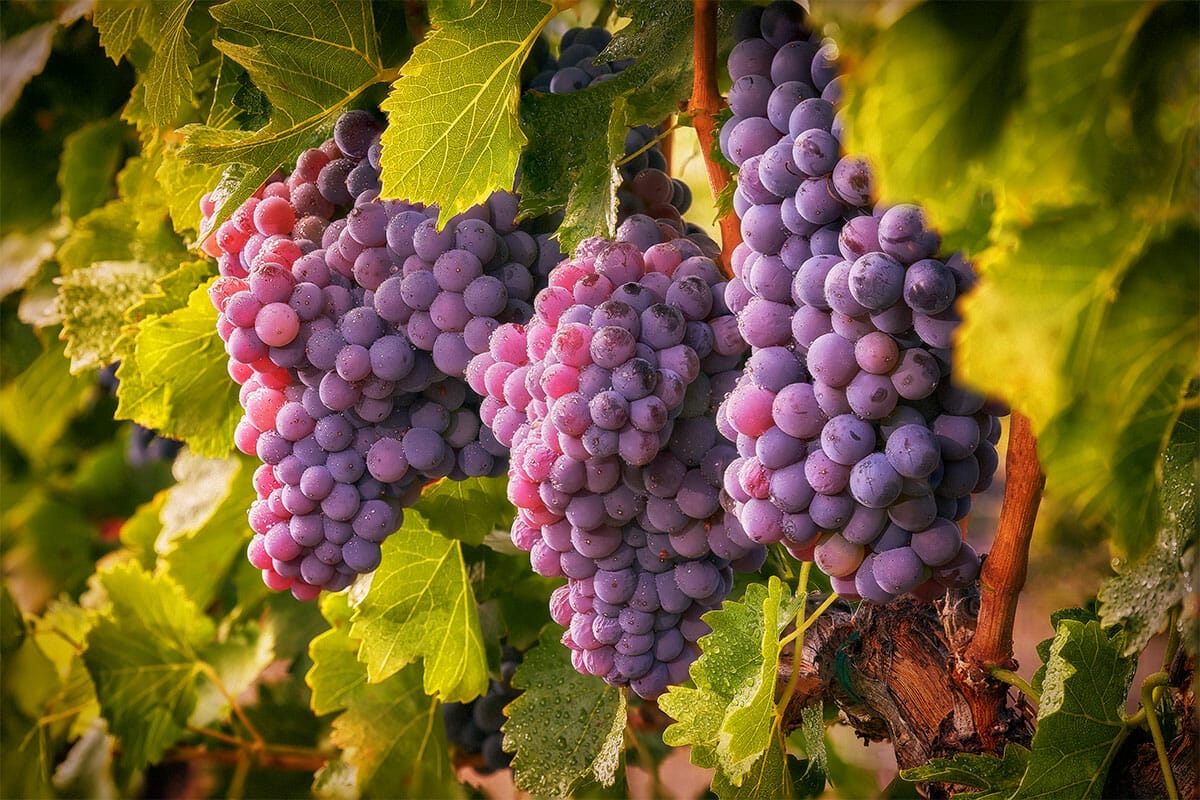 В Чуйской области выделили 46 гектаров земли для посадки винограда
