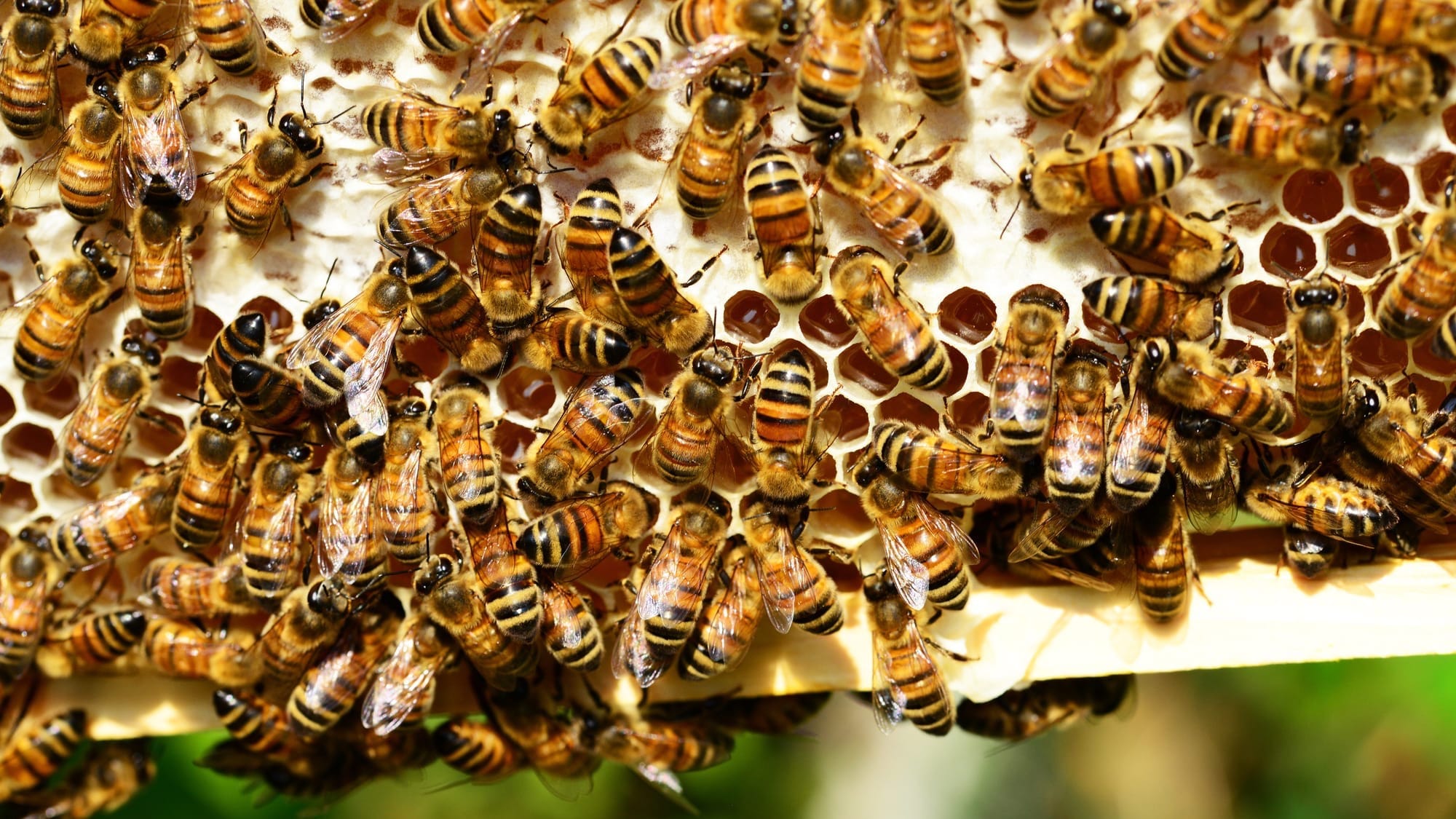 Кыргызстан приостановил выдачу сертификатов на экспорт пчел в Россию