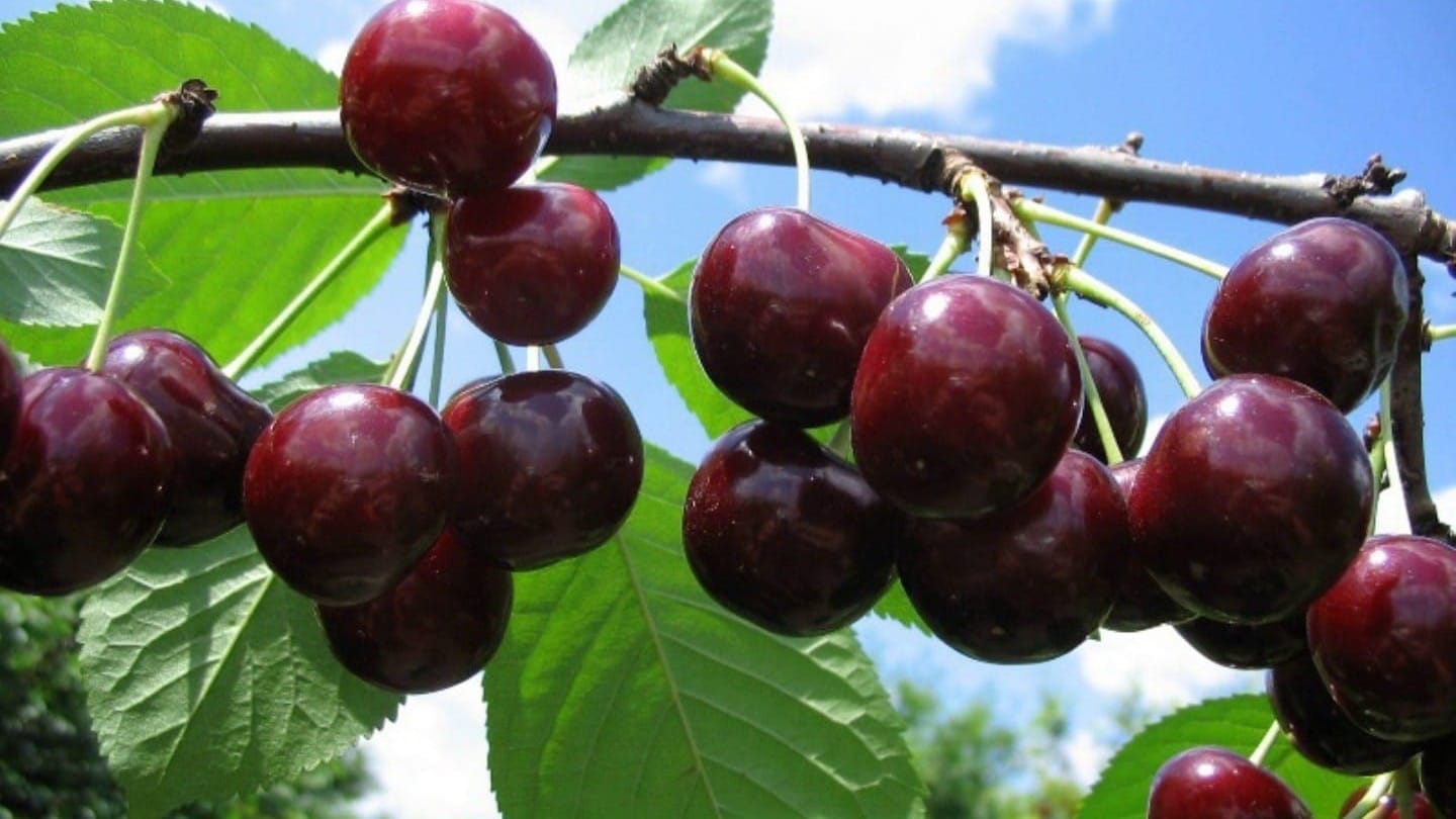 Какие виды плодово-ягодных культур выгоднее выращивать в регионах – рекомендации Минсельхоза