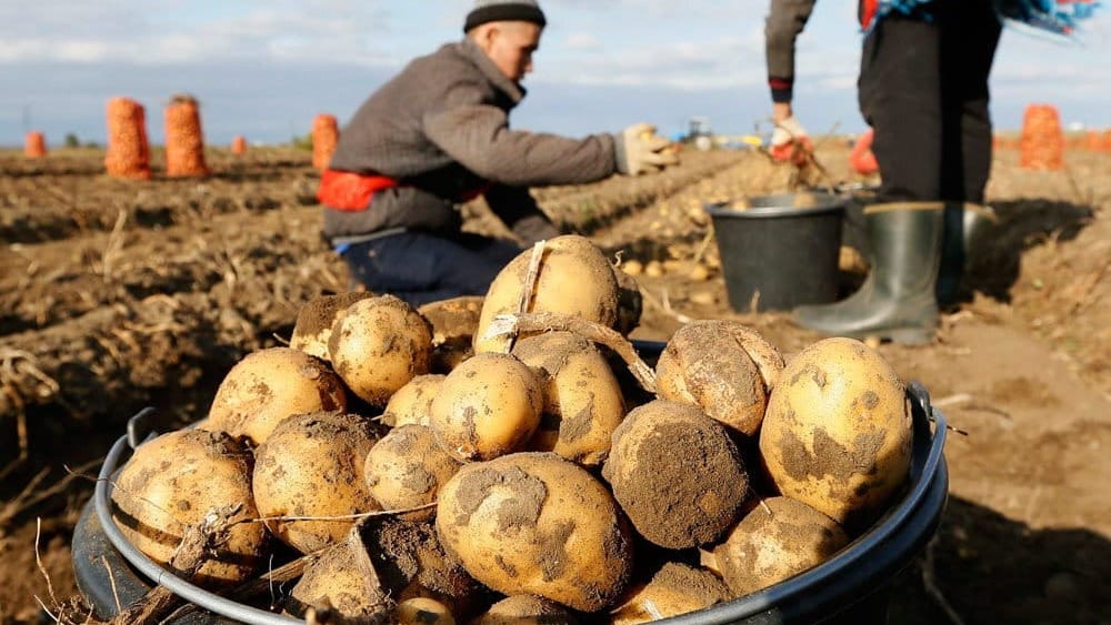 Минсельхоз опроверг информацию, что фермеры КР не могут продать картофель