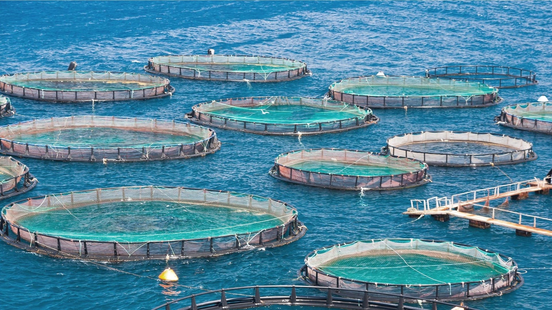 Департамент рыбного хозяйства ищет партнеров для двух проектов ГЧП