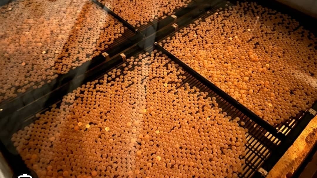 Более 1.5 млн икринок карпа-сазана заложили в инкубаторы Тонского рыбного завода