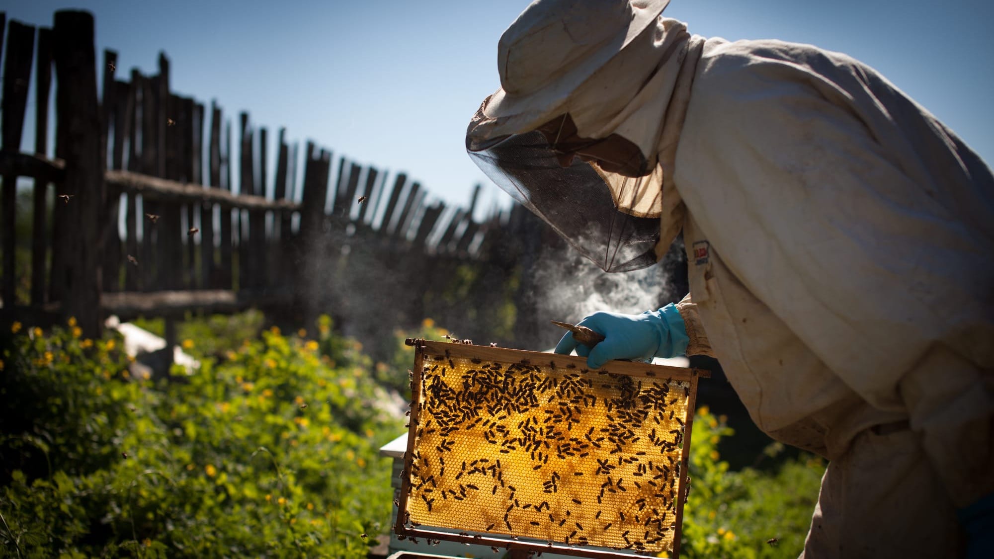 В Токтогуле малоимущие семьи обучились ремеслу пчеловодства