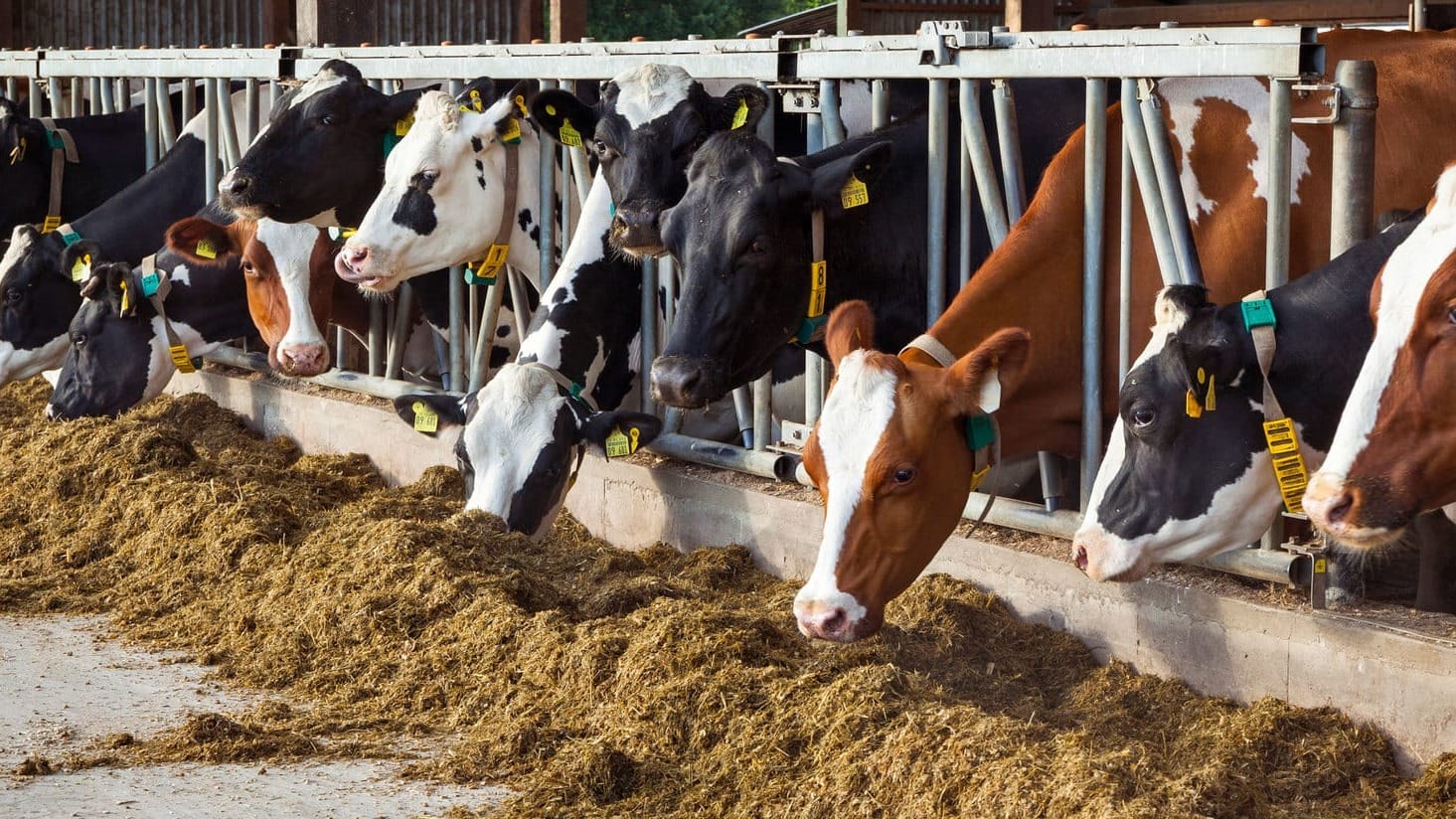 В КР активное поголовье крупного рогатого скота составляет почти 2.2 млн голов