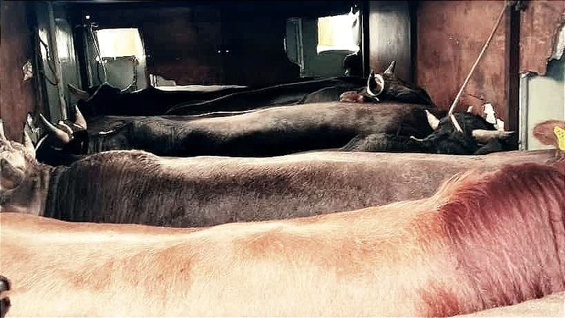 На границе в Баткенской области пытались незаконно провезти девять быков