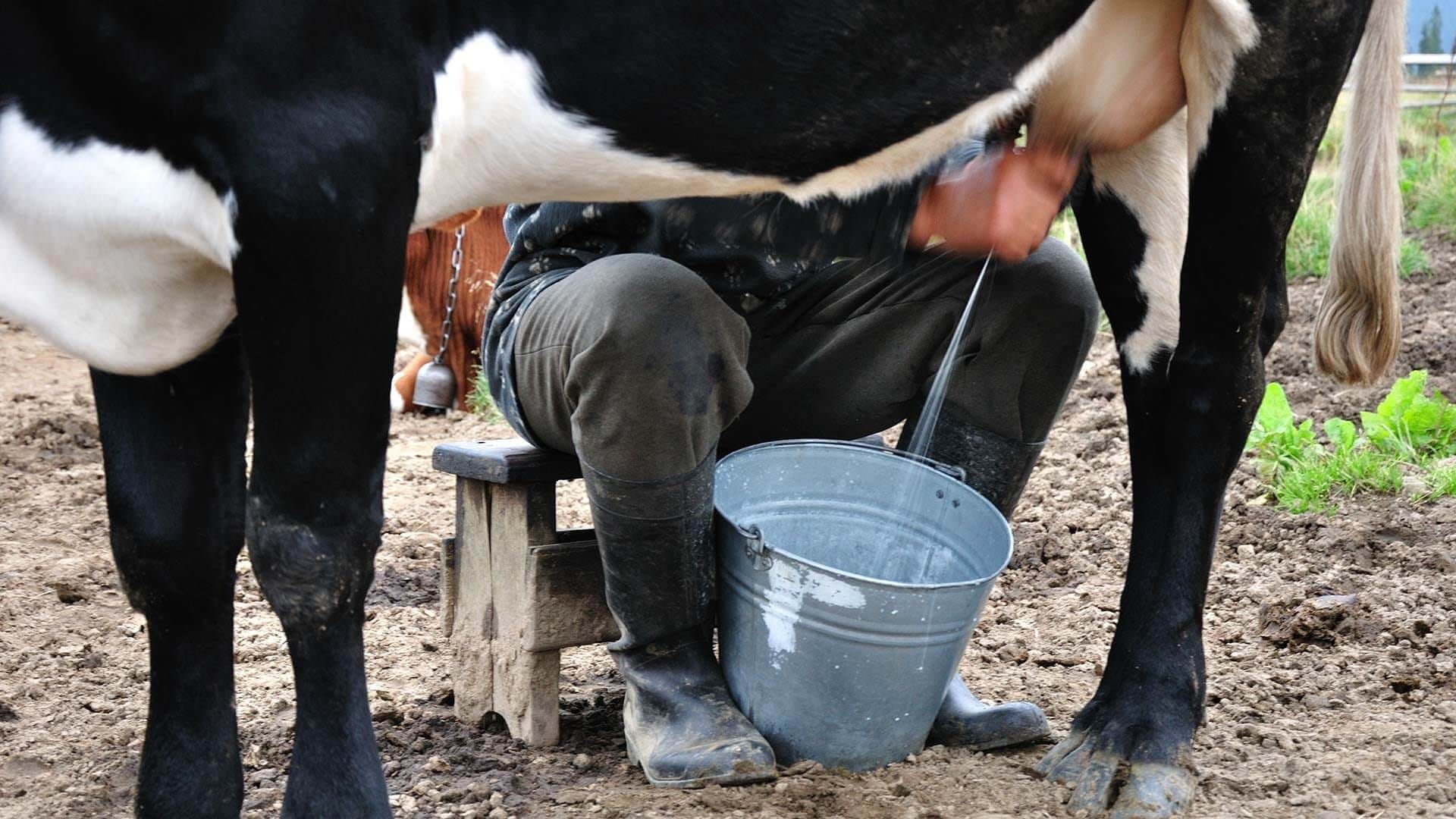 Молочное предприятие в Чуйской области получит 26 млн сомов на расширение производства