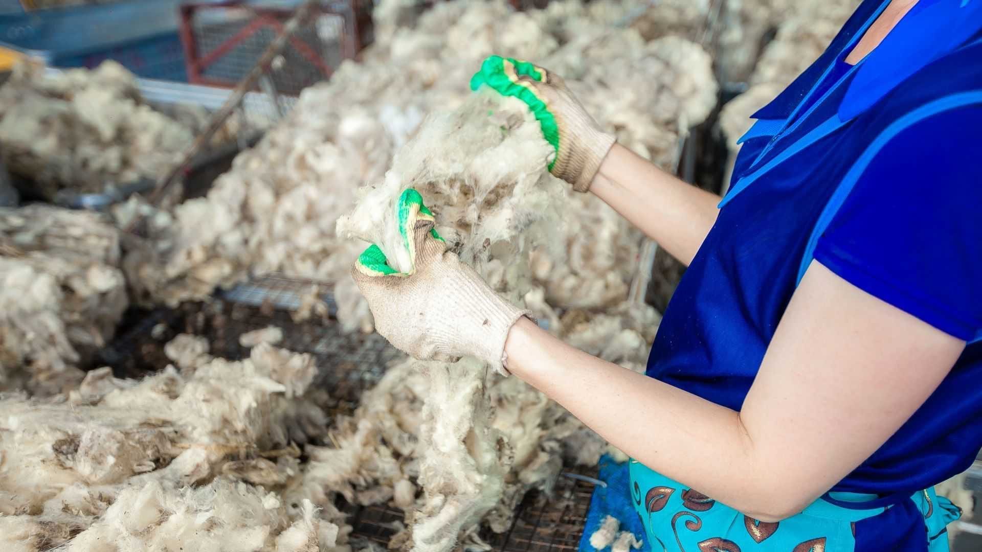 Дочка «Кыргызиндустрии» начала перерабатывать овечью шерсть