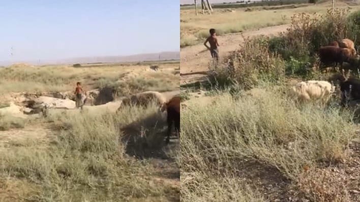 Мальчик из видео с овцами в Таласской области из обеспеченной семьи – Минсоцтруда