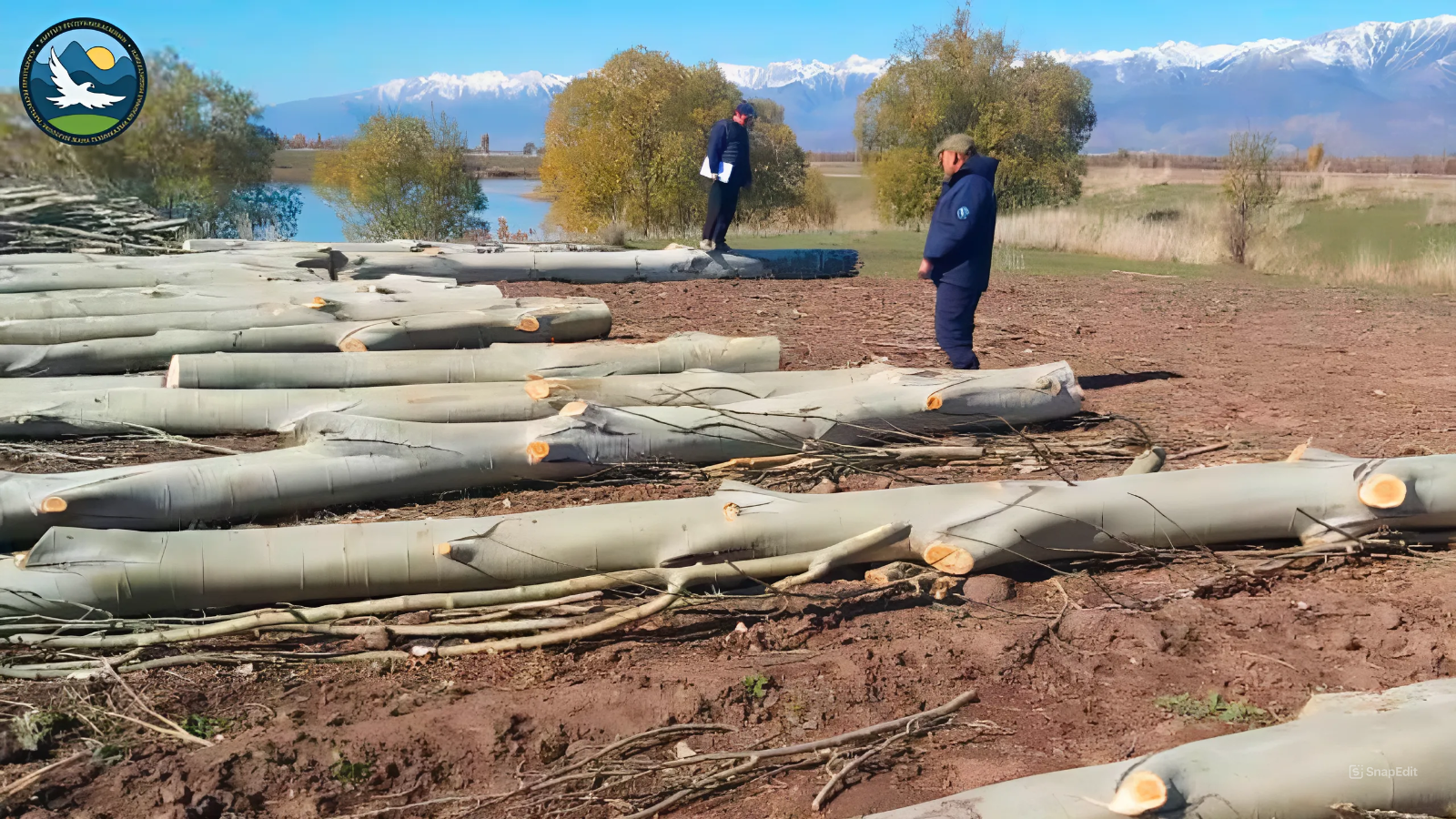 В Тюпском районе выявили незаконную вырубку деревьев – ущерб превысил 104 тысячи сомов