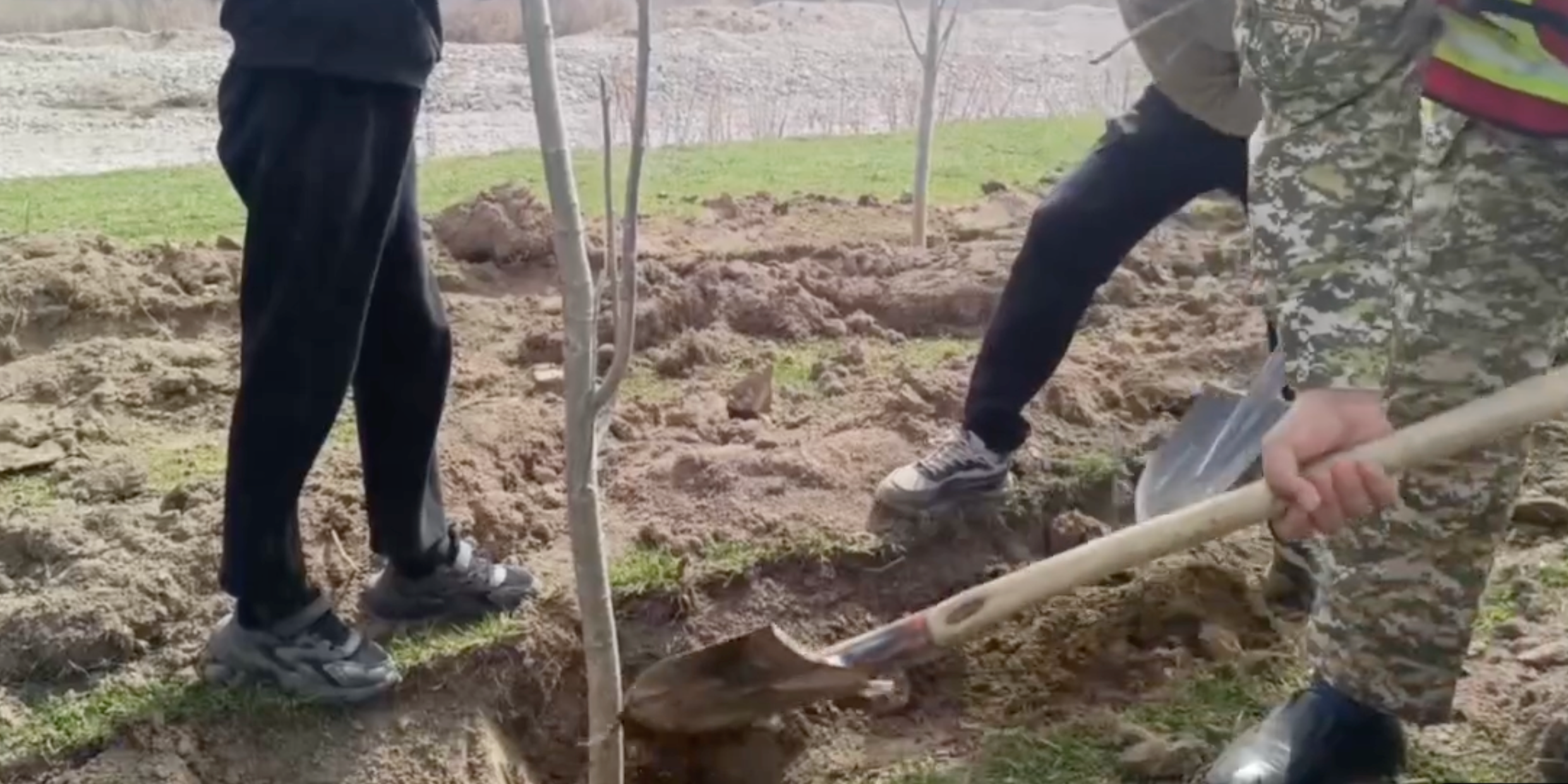 В Иссык-Кульской и Таласской областях высадили 4 тысячи тополей