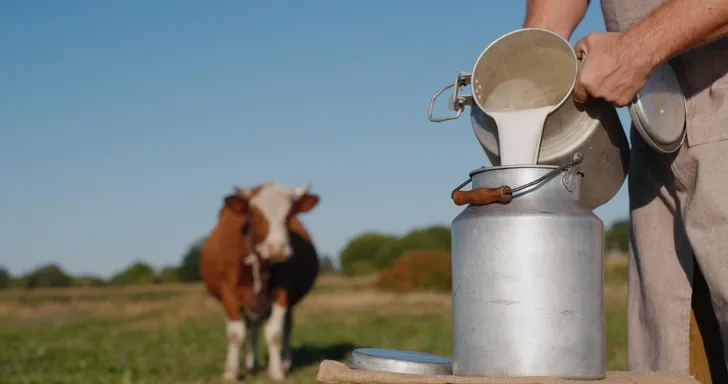 Производство молока в КР выросло на 1.2% за счет продуктивности коров
