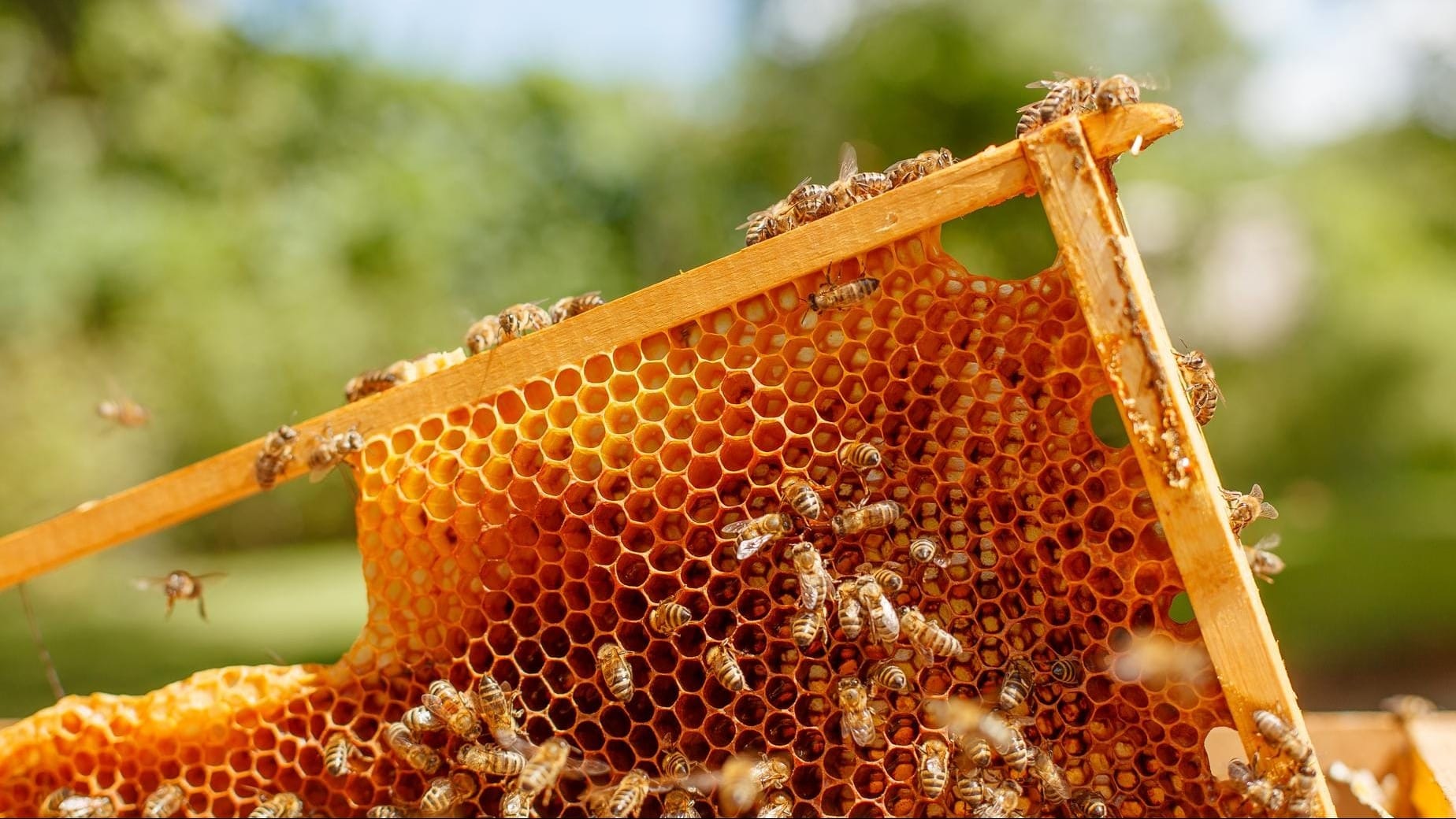 Кабмин утвердил правила разведения пчел и производства меда в Кыргызстане