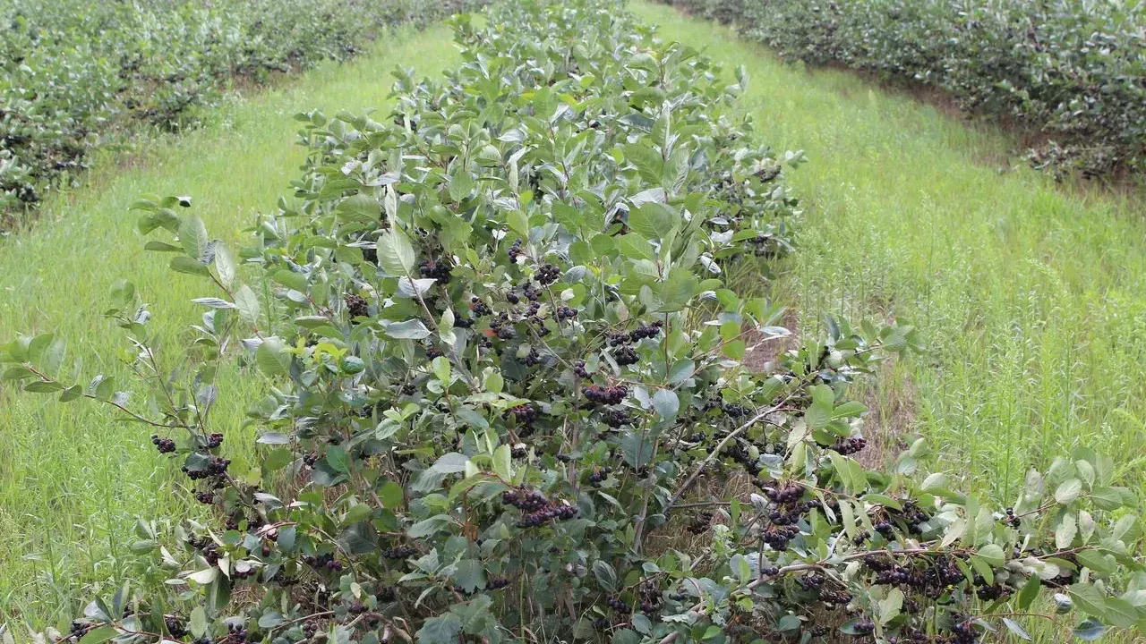 В КР зарегистрированы 22 плодово-ягодных питомника — адреса и контакты