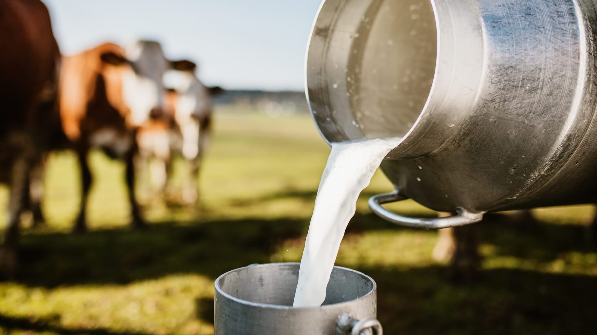 Молокозаводы Иссык-Куля будут закупать сырье по 33-38 сомов – Госантимонополия утвердила цены