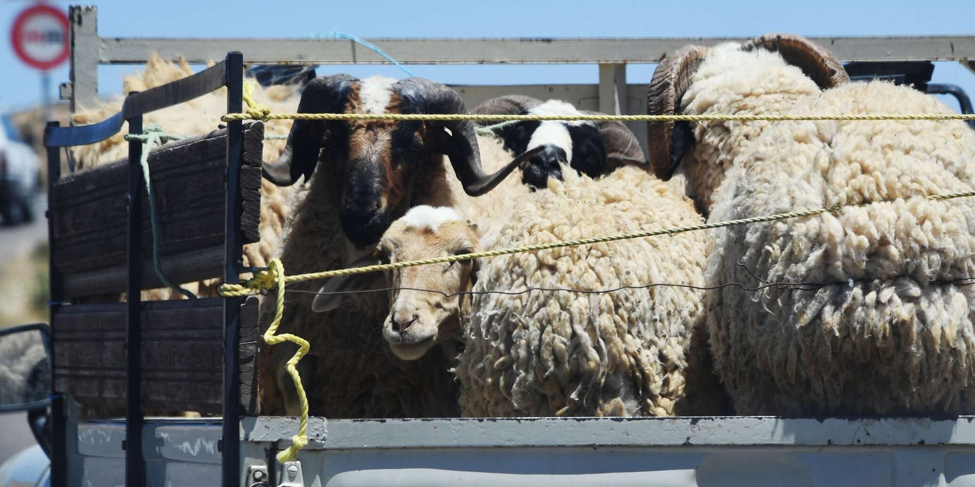 В Кыргызстане на полгода запретили вывоз крупного рогатого скота, лошадей, овец и коз
