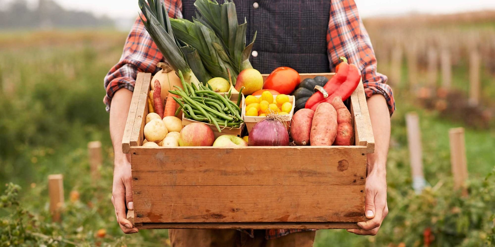 В Кыргызстане уже собрали больше овощей и картофеля, чем в прошлом году