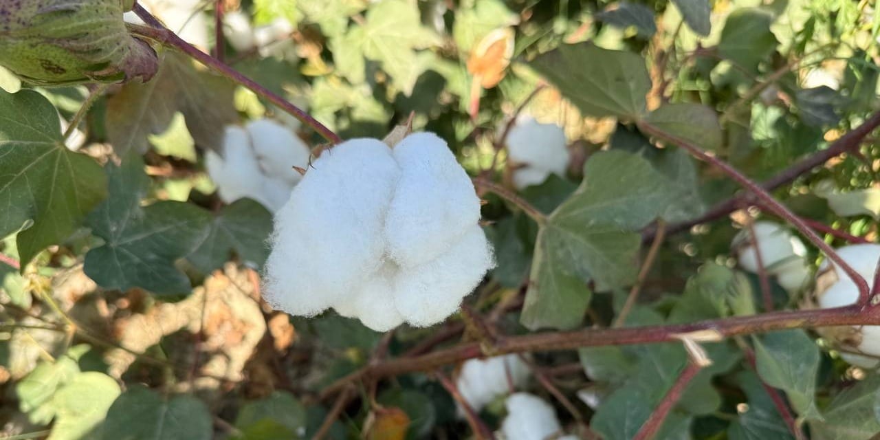 В Кара-Суу прогнозируют высокий урожай хлопка в 2025 году