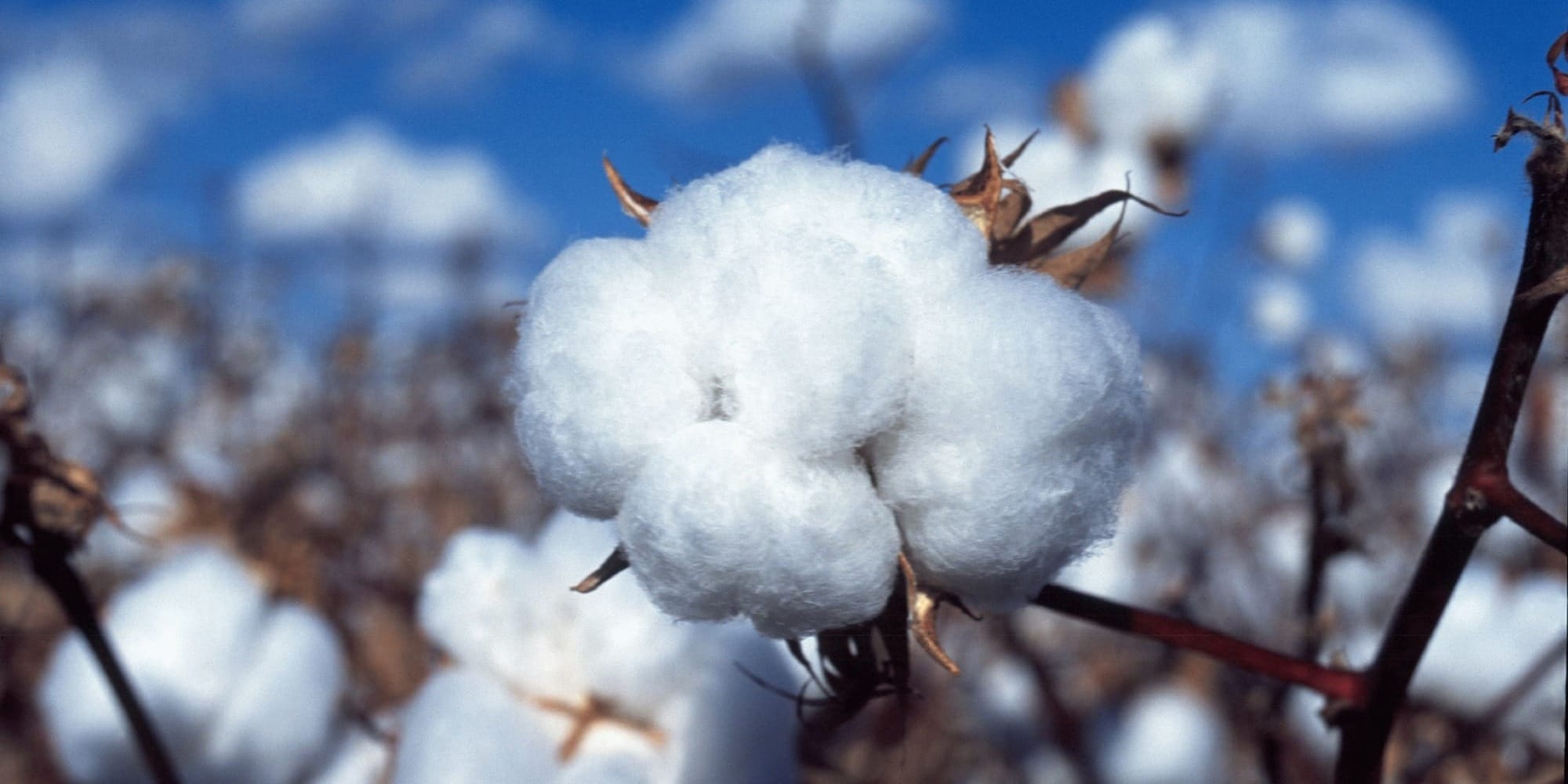 В КР не пропустили 25 тонн груза из Казахстана: хлопчатник оказался сафлором