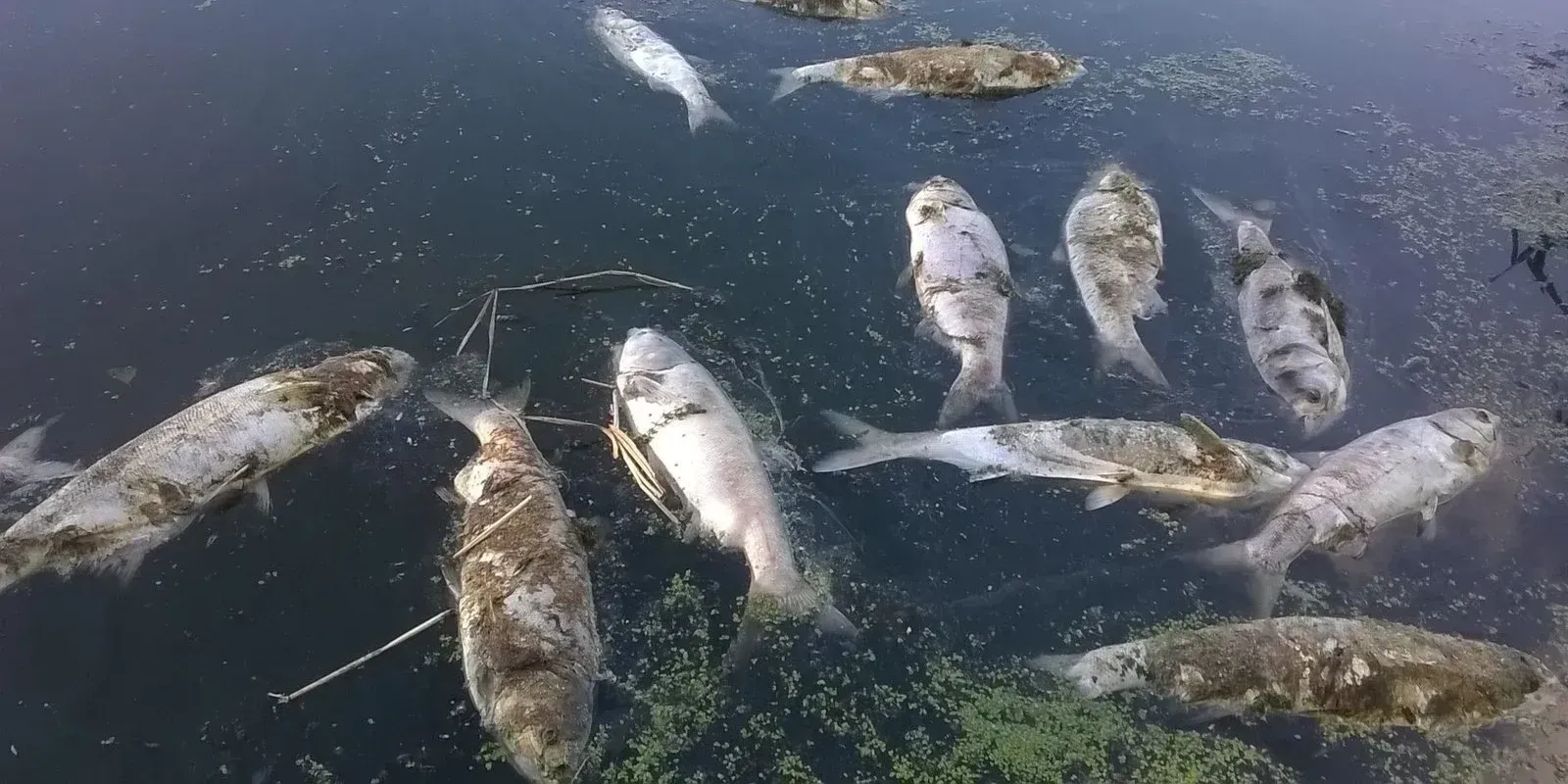 Минсельхоз назвал причины массовой гибели рыбы в хозяйстве «Новое озеро»