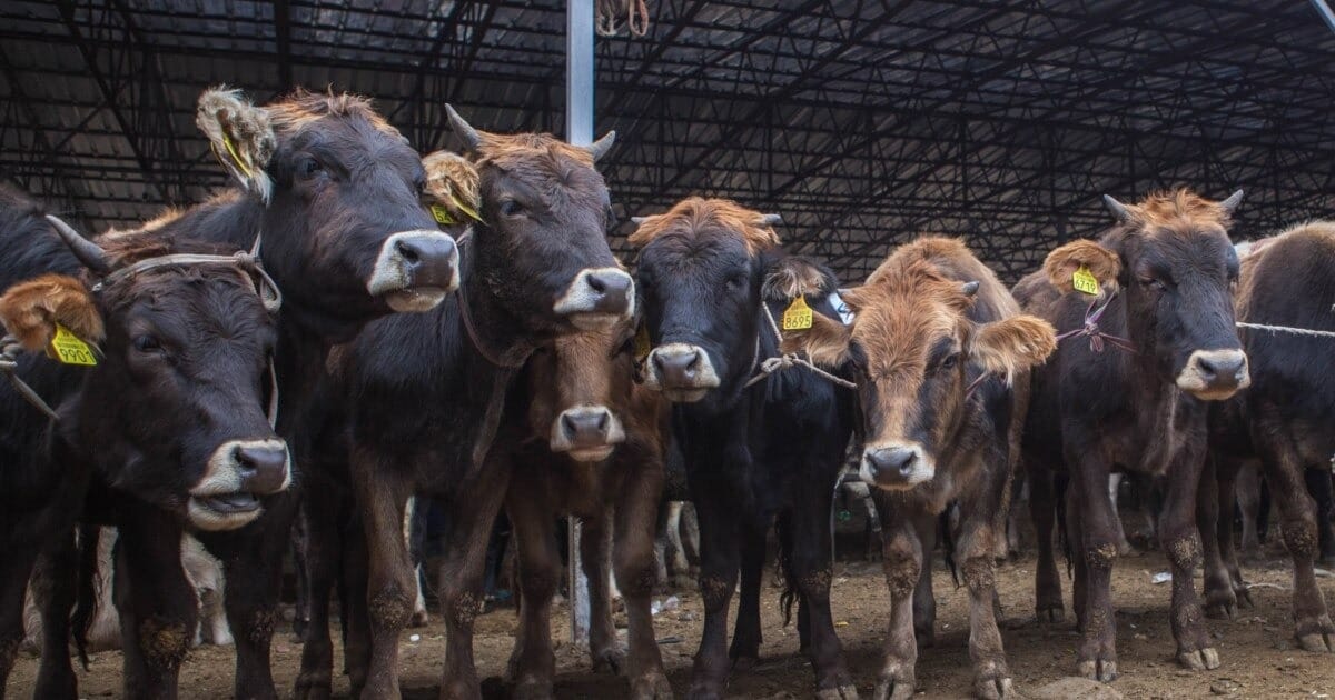 Экспорт скота из Кыргызстана сократился почти вдвое