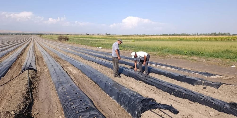 В Джалал-Абадской области высадят 700 тысяч саженцев клубники итальянских сортов