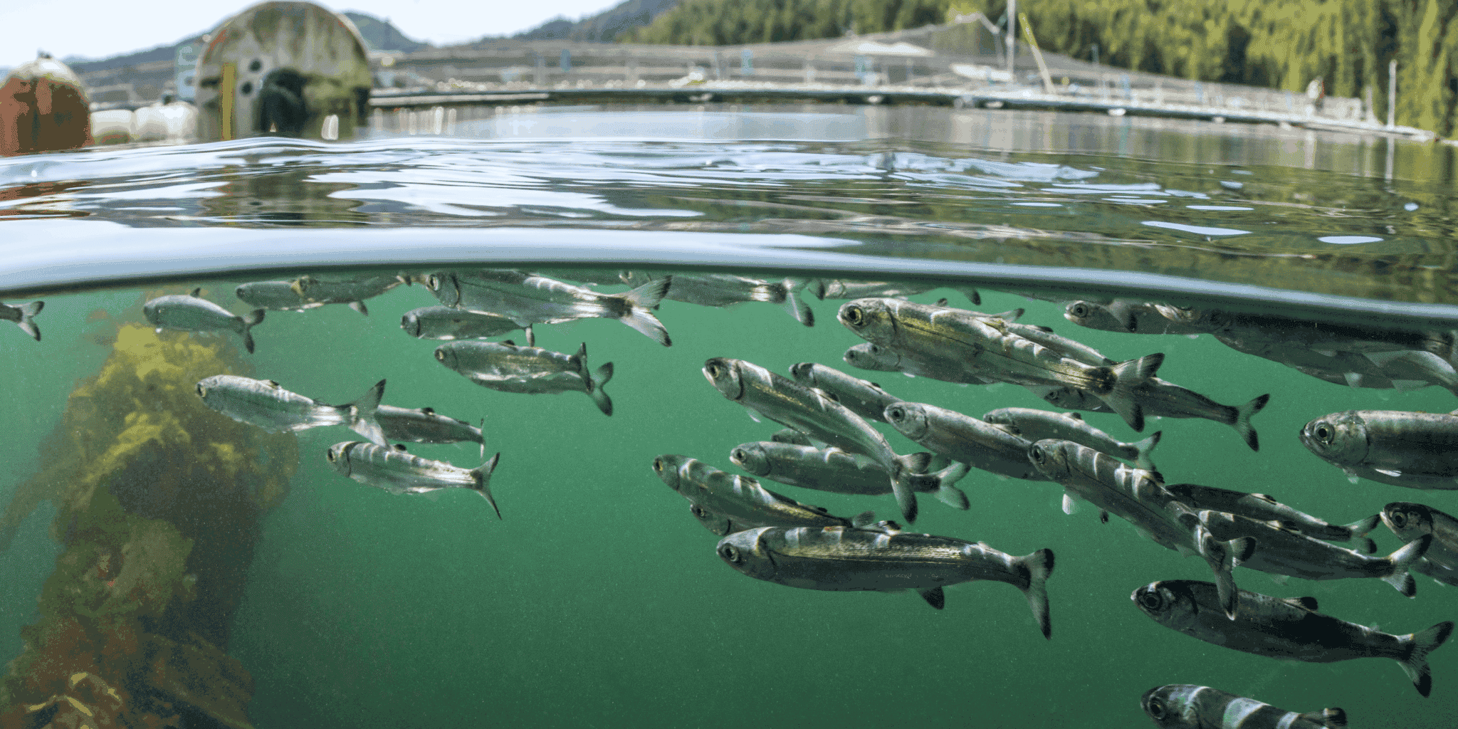 В Кыргызстане создают цифровой реестр рыбохозяйственных водоемов, рек и озер