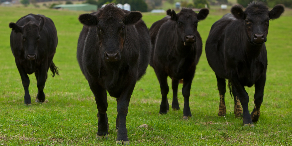 На развитие искусственного осеменения направлено 60 млн сомов – Минсельхоз