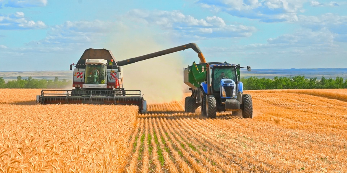 В КР убрано более 50% зерновых культур