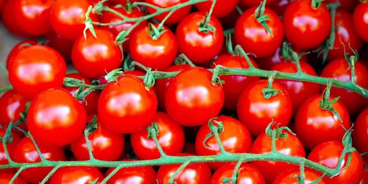 Кыргызстан побил мировой рекорд по урожайности томатов – Минсельхоз